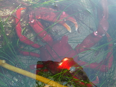 Taliepus nuttallii