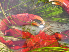 Taliepus nuttallii