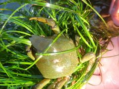 Taliepus nuttallii