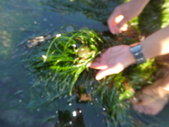 Taliepus nuttallii