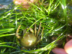 Taliepus nuttallii