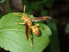 Polistes olivaceus