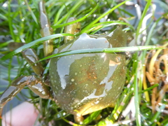 Taliepus nuttallii