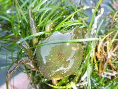 Taliepus nuttallii