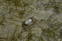 Hemigrapsus crenulatus