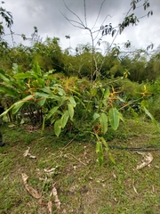 Heliconia latispatha