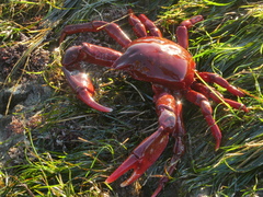 Taliepus nuttallii