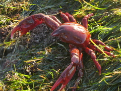 Taliepus nuttallii