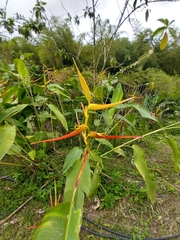 Heliconia latispatha