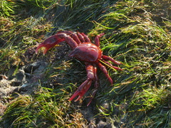 Taliepus nuttallii