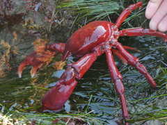 Taliepus nuttallii