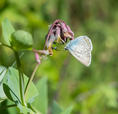 Polyommatus amandus