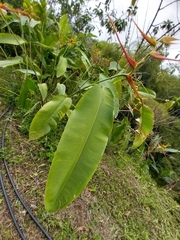 Heliconia latispatha