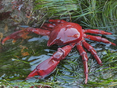 Taliepus nuttallii
