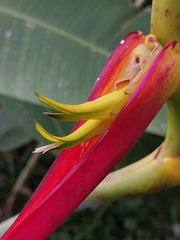 Heliconia latispatha