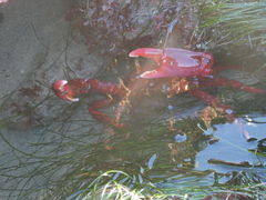 Taliepus nuttallii