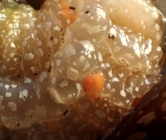 Anthessius navanacis