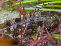 Paraclinus integripinnis