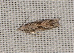 Holocola thalassinana