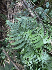 Dryopteris scottii