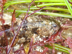 Paraclinus integripinnis