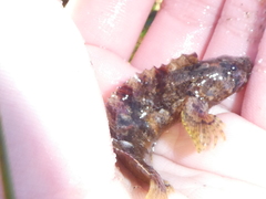 Paraclinus integripinnis