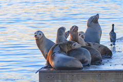 Zalophus californianus