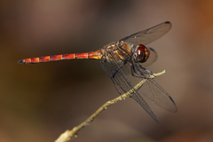 Elasmothemis cannacrioides