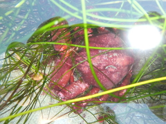 Taliepus nuttallii