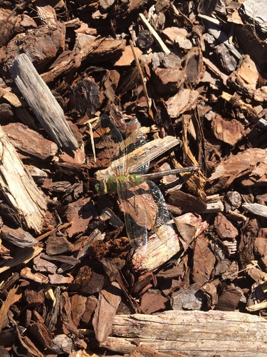 Aeshnidae image