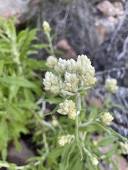 Pseudognaphalium biolettii