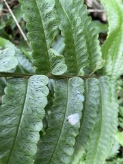 Dryopteris scottii