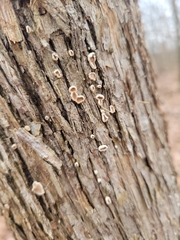 Aleurodiscus oakesii