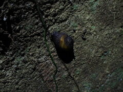 Helicarionidae