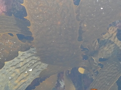 Eisenia arborea