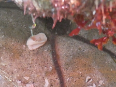 Ophioderma panamense