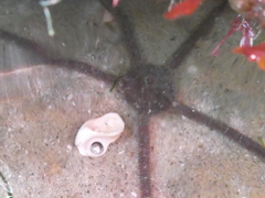 Ophioderma panamense