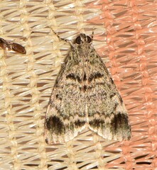 Stericta concisella