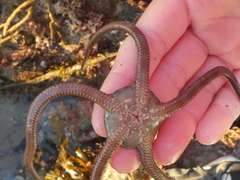 Ophioderma panamense