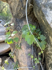 Clematis pauciflora