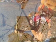 Ophioderma panamense