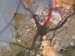 Ophioderma panamense