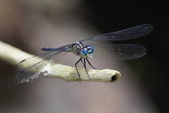 Cannaphila insularis