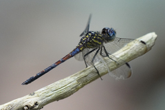 Cannaphila insularis