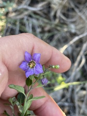 Solanum parishii