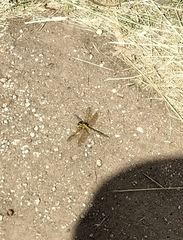 Austrogomphus guerini