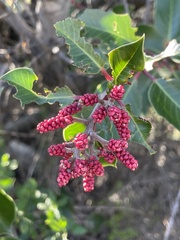 Rhus ovata
