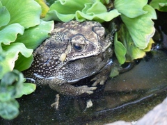 Duttaphrynus melanostictus
