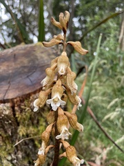 Gastrodia procera