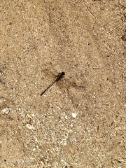 Austrogomphus guerini